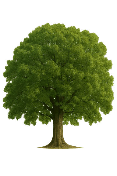 Image of an oak tree